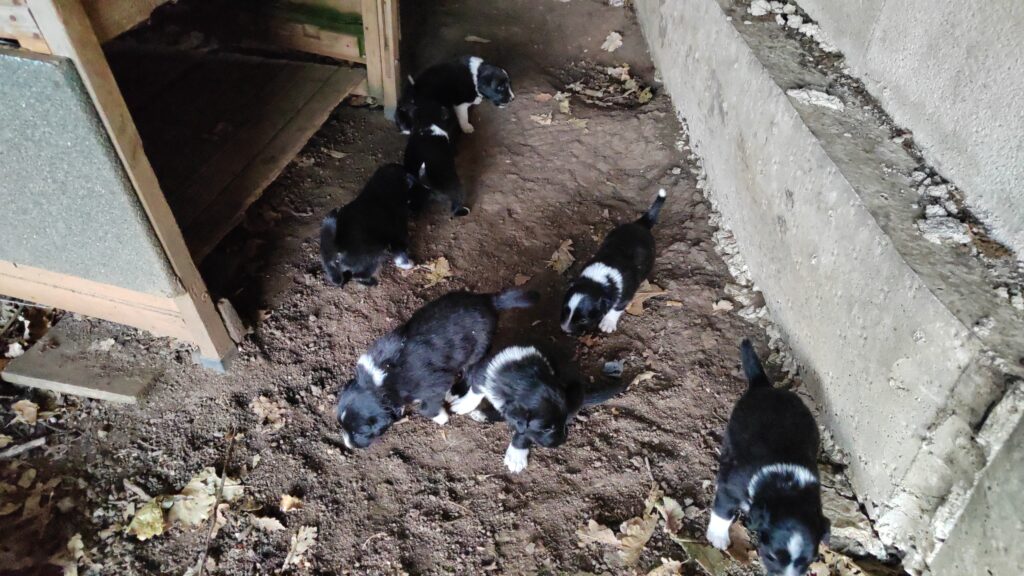 Cucciolata di border collie