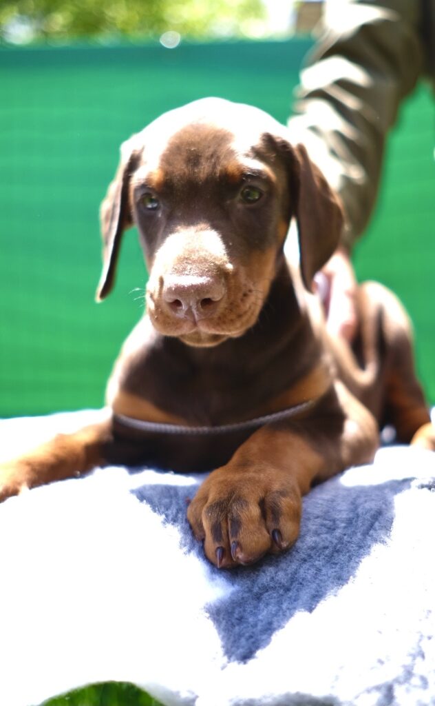 CUCCIOLI DOBERMANN