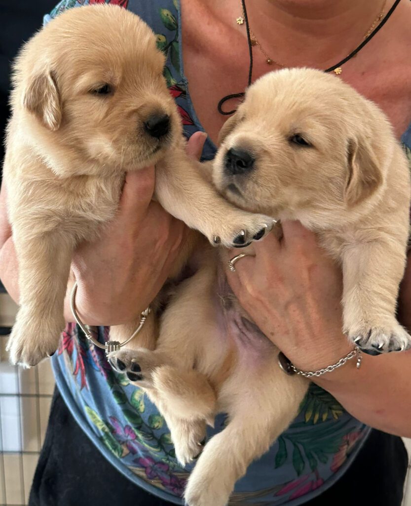 Cuccioli di Golden Retriver Americani 100%