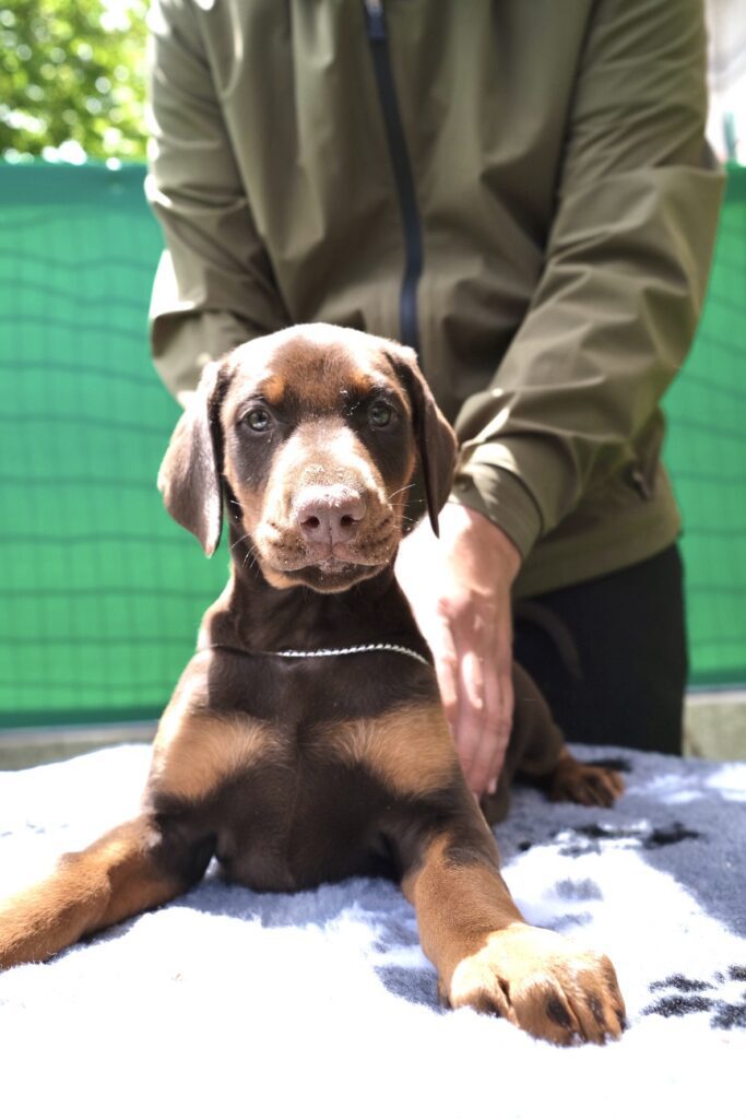 CUCCIOLI DOBERMANN