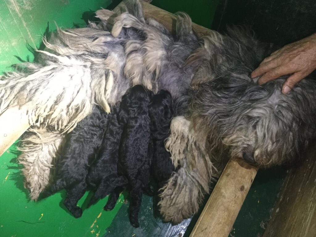 Cucciolì di Pastore Bergamasco