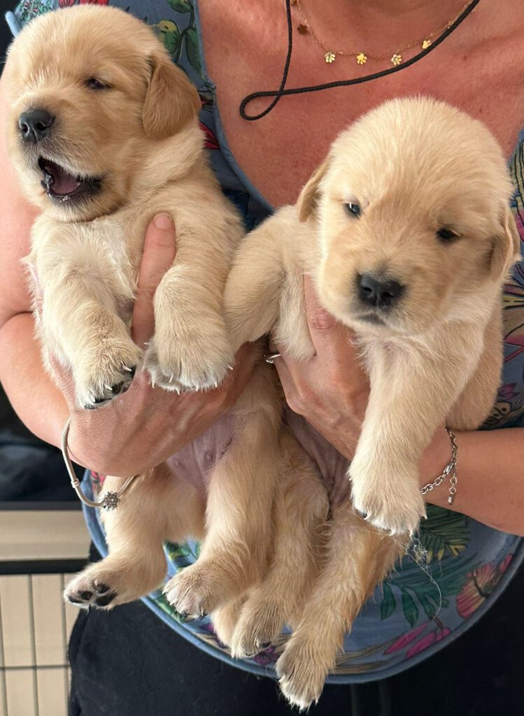 Cuccioli di Golden Retriver Americani 100%