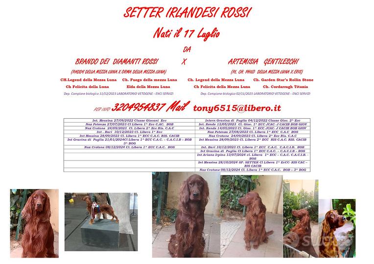 Setter irlandesi rossi