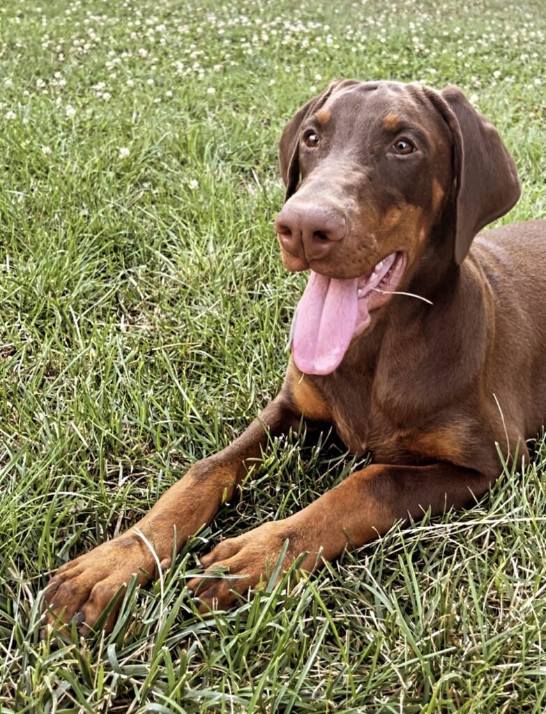 CUCCIOLI DOBERMANN