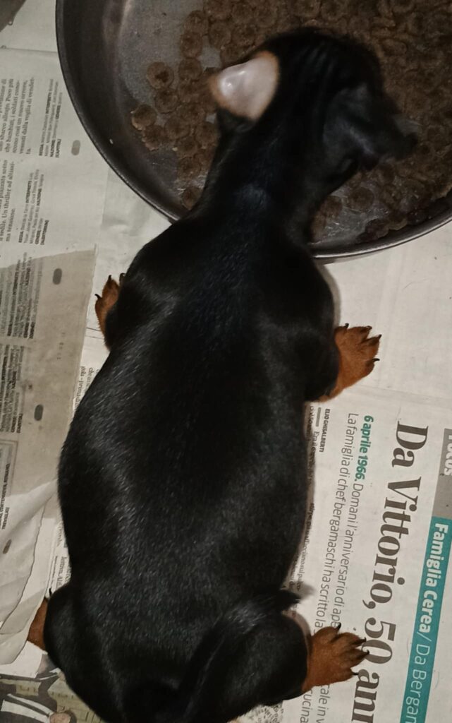 Cucciolo maschio di Zwergpinscher nero focato