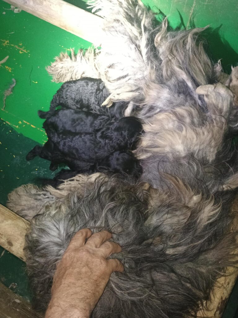 Cucciolì di Pastore Bergamasco