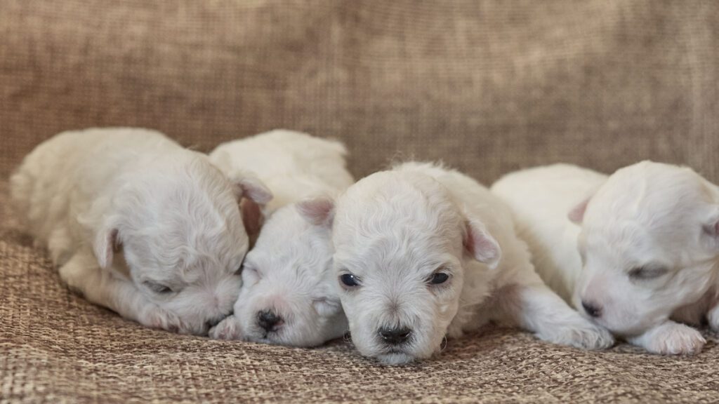 Disponibili cuccioli di razza Bolognese