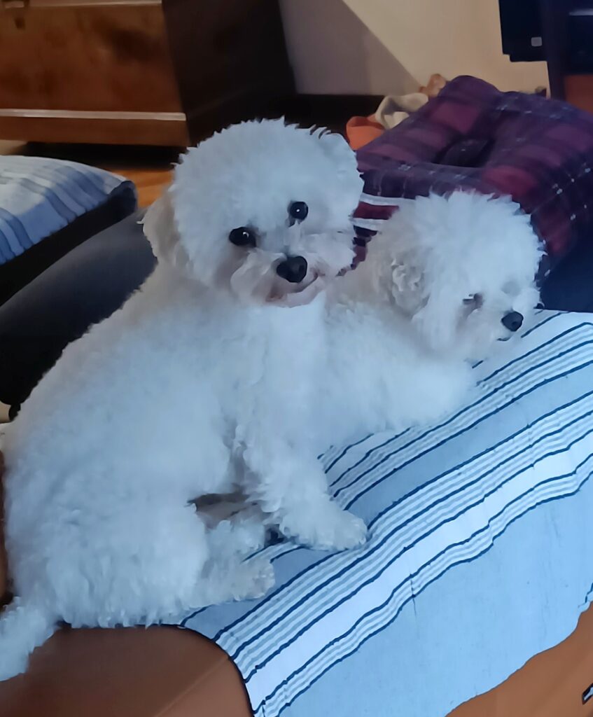 Disponibili cuccioli di razza Bolognese