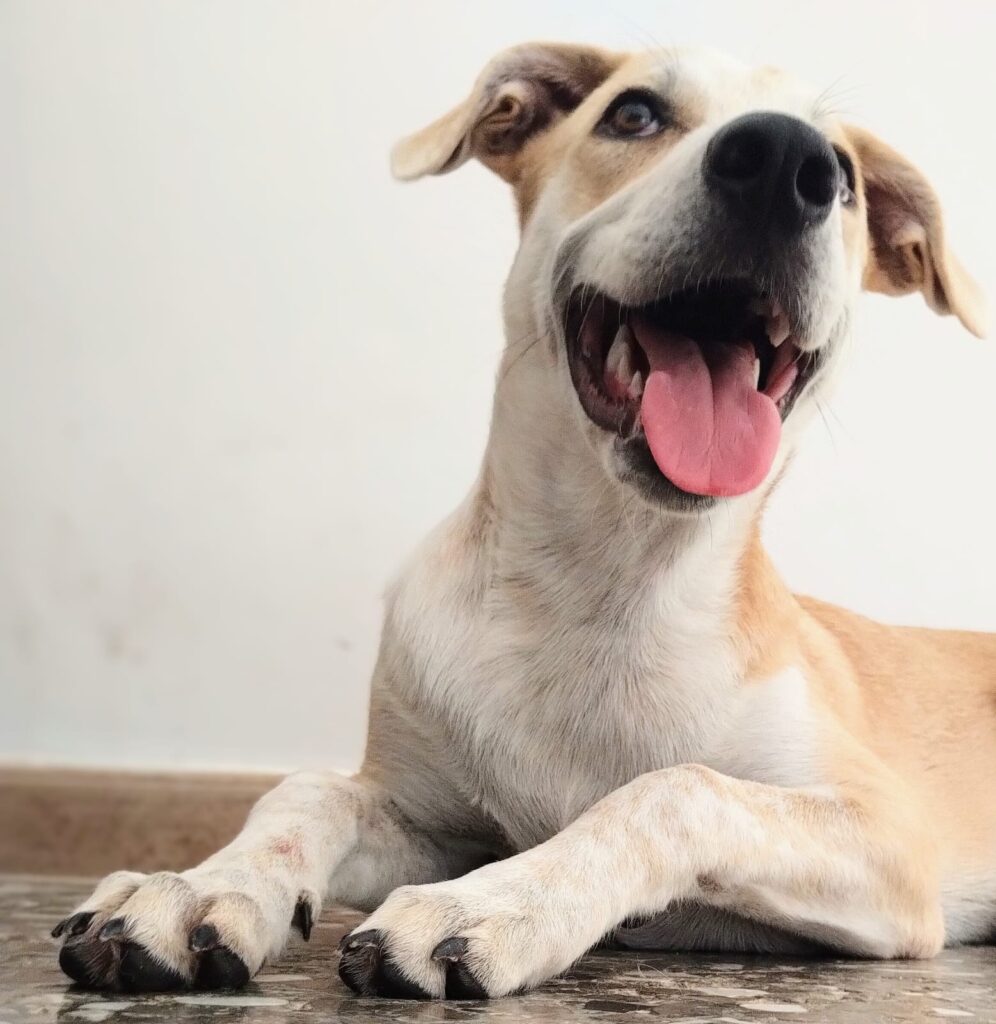 Gea in adozione gratuita