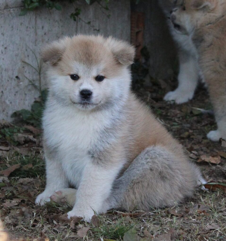 CUCCIOLI AKITA INU LOMBARDIA