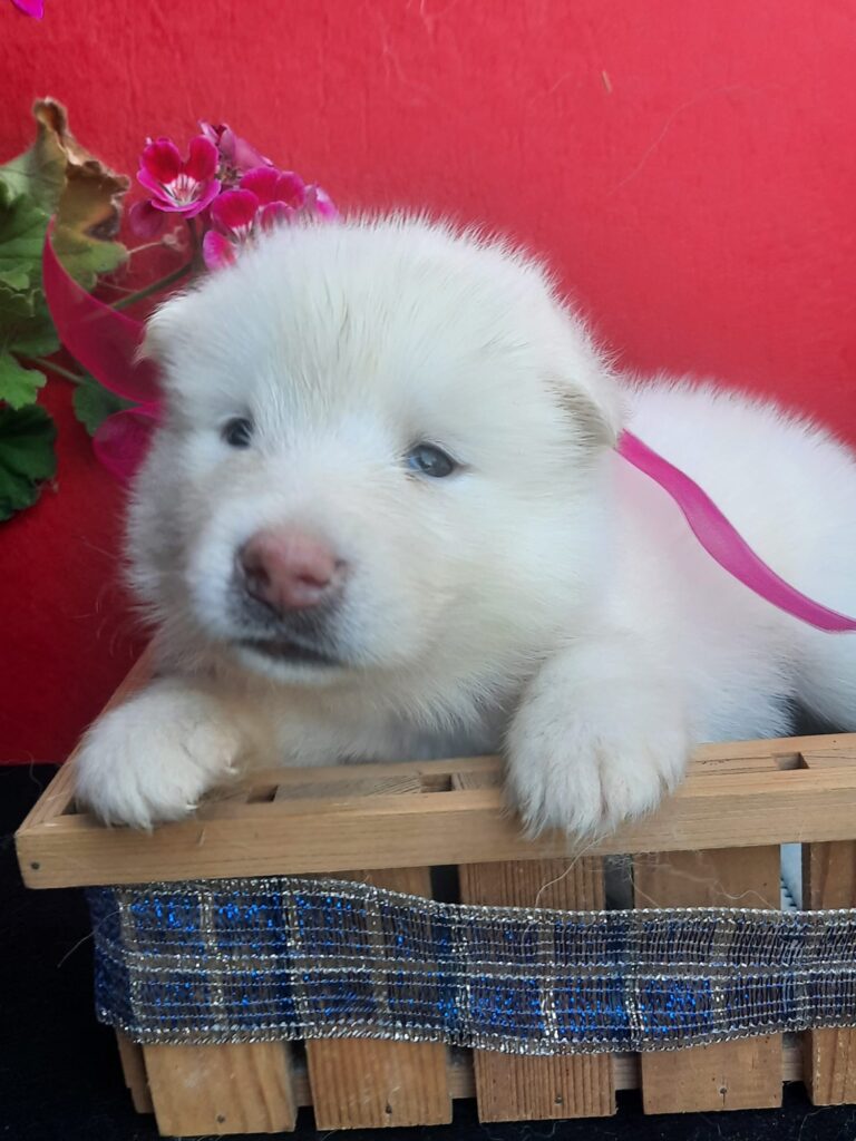 Alaskan Malamute cuccioli bianchi