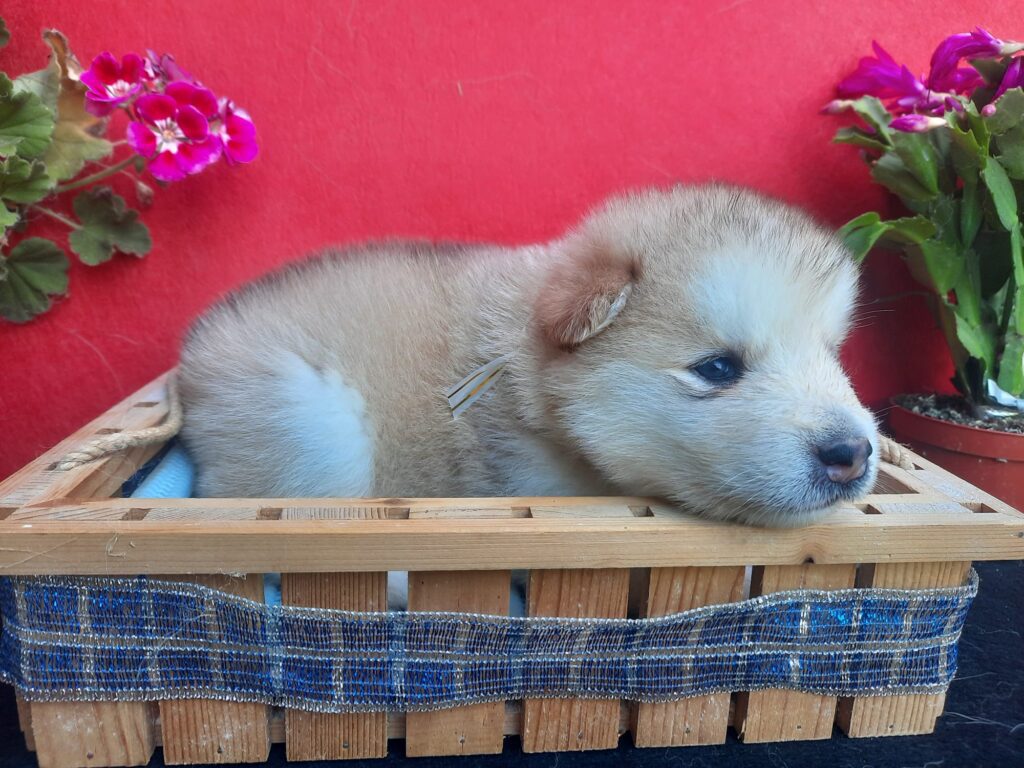 Alaskan Malamute cuccioli bianchi