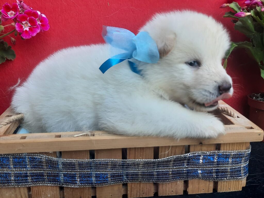 Alaskan Malamute cuccioli bianchi