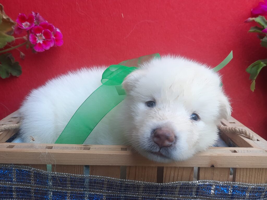 Alaskan Malamute cuccioli bianchi