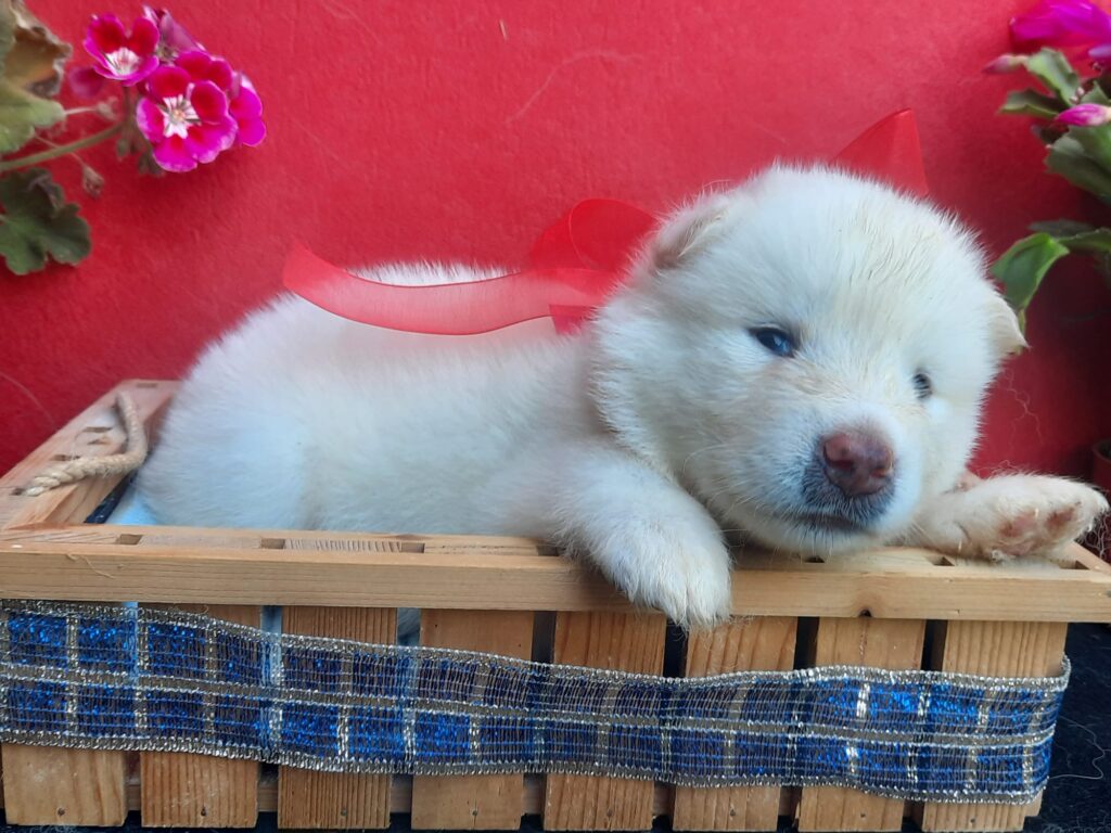Alaskan Malamute cuccioli bianchi