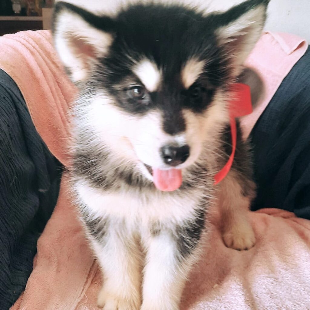 Alaskan Malamute cuccioli