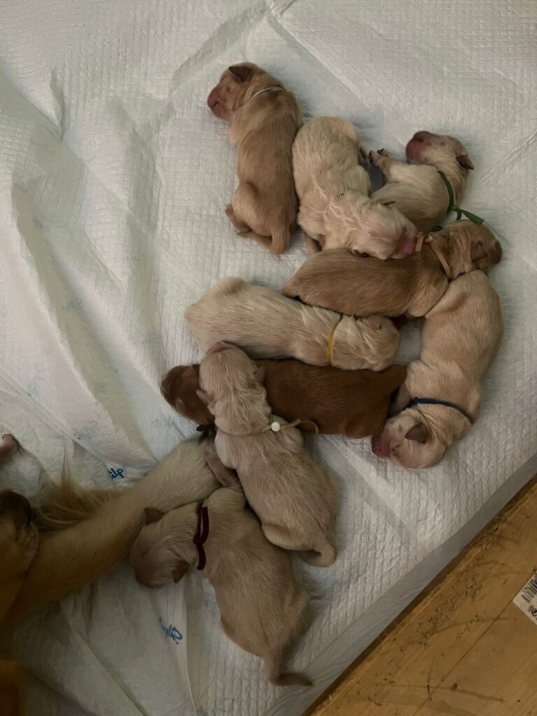 Cuccioli linea inglese golden retriever