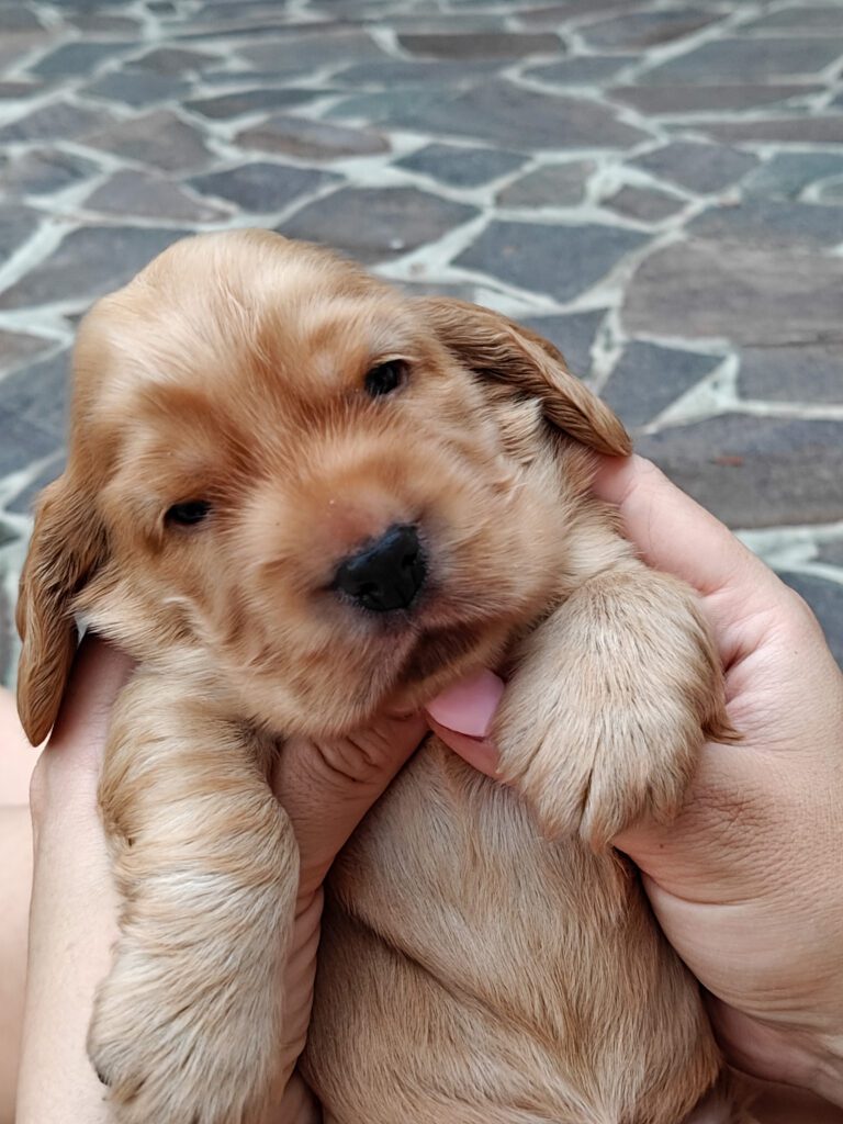 Cuccioli Cocker Spaniel