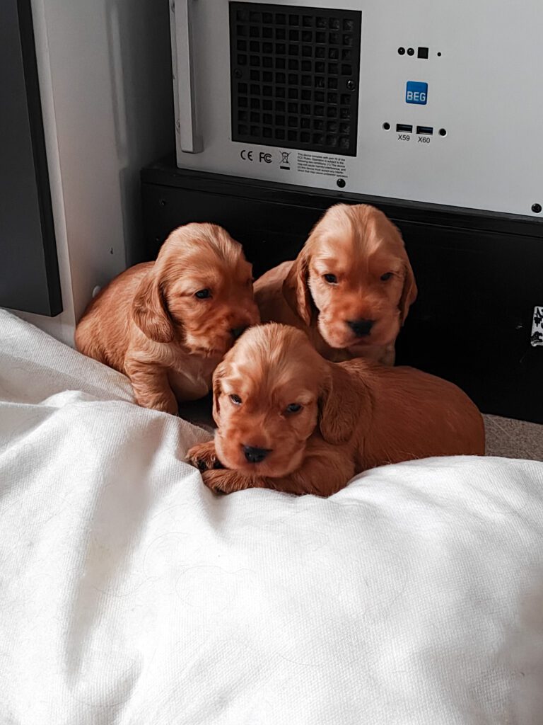 Cuccioli Cocker Spaniel