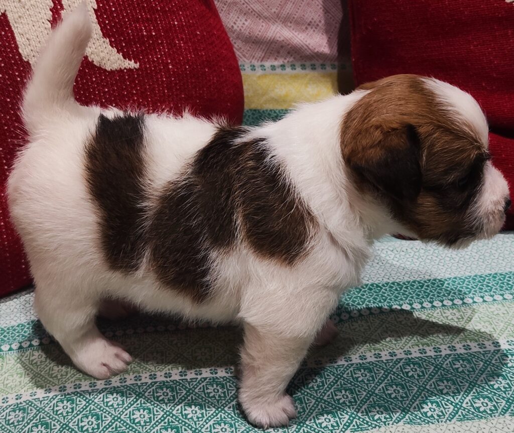 Cucciolo Jack Russell Terrier pelo Ruvido Broken