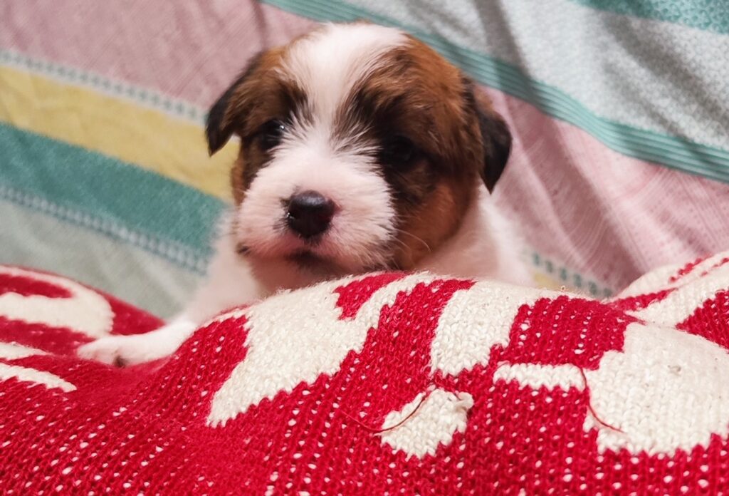 Cucciolo Jack Russell Terrier pelo Ruvido Broken