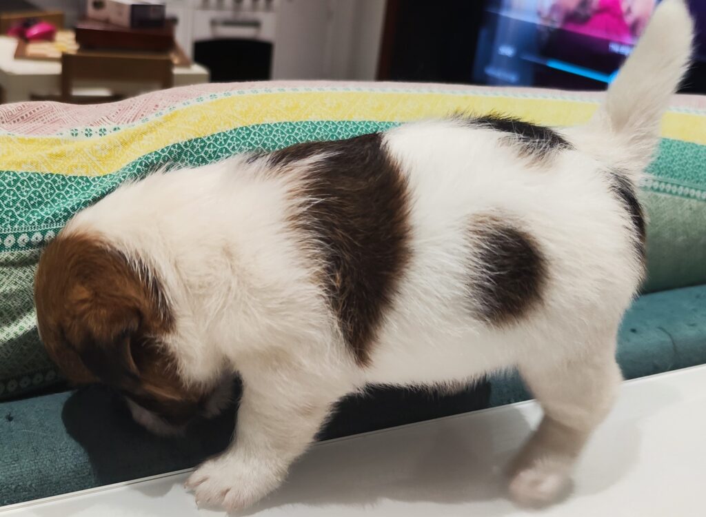 Cucciolo Jack Russell Terrier pelo Ruvido Broken