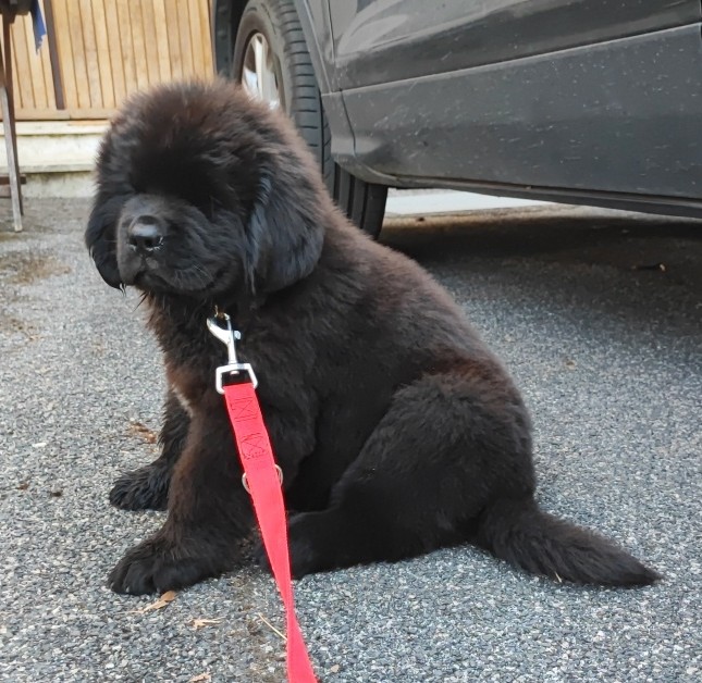 Cuccioli di terranova