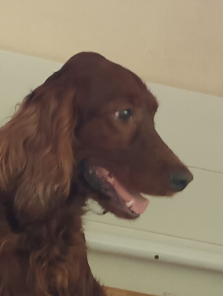 Setter irlandesi rossi