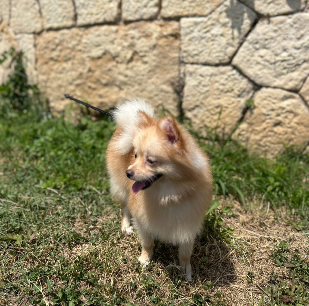 Cucciola Spitz Pomerania