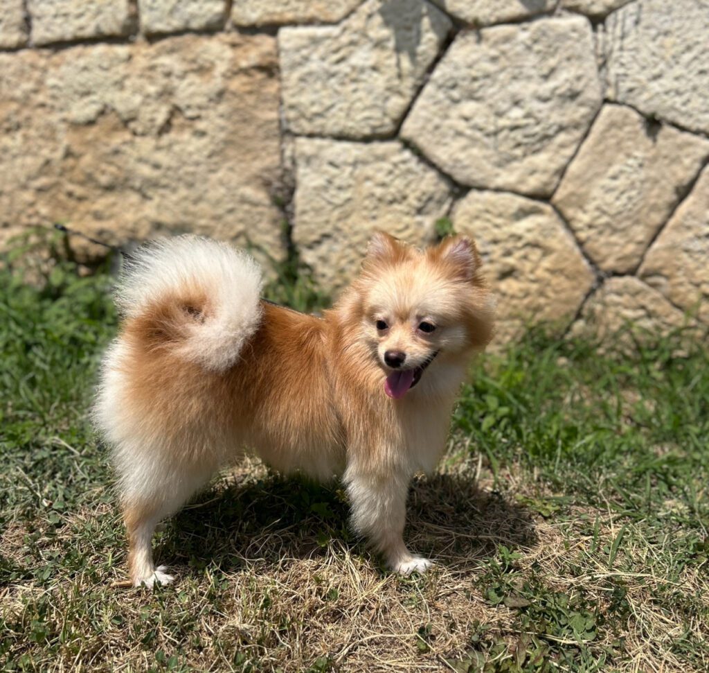 Cucciola Spitz Pomerania