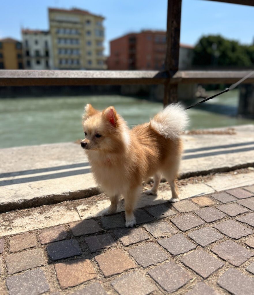 Cucciola Spitz Pomerania