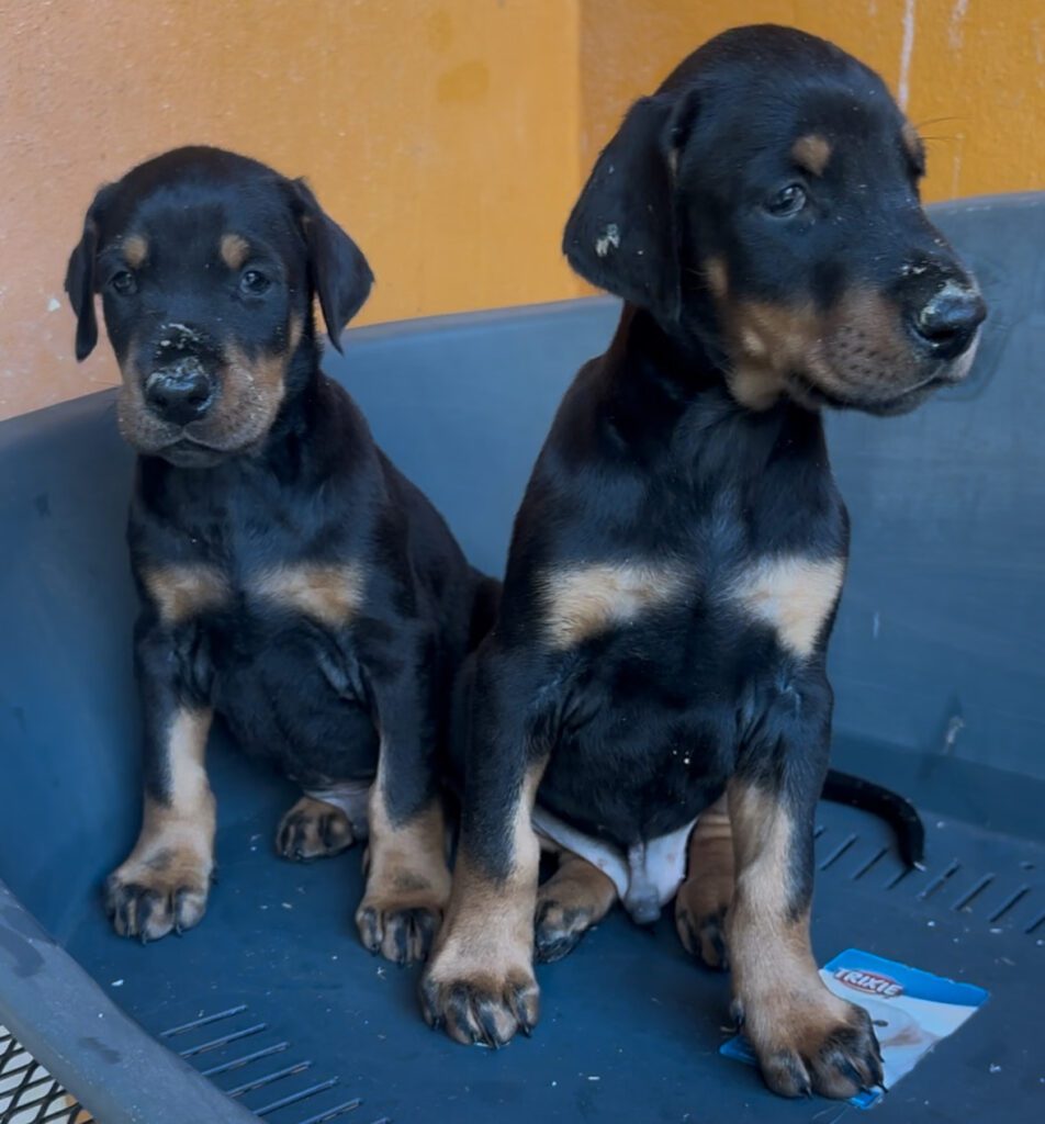 CUCCIOLI DOBERMANN