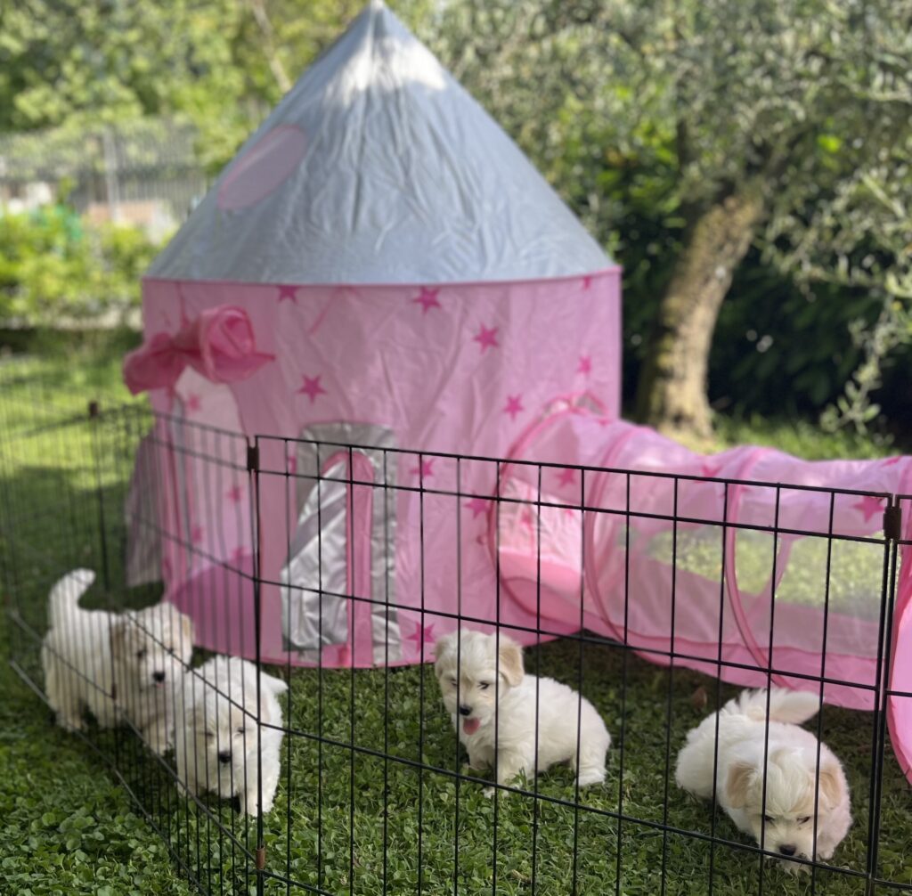 Cucciolo di Coton de tulear