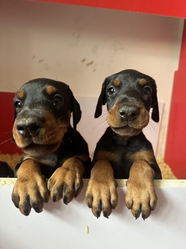CUCCIOLI DOBERMANN