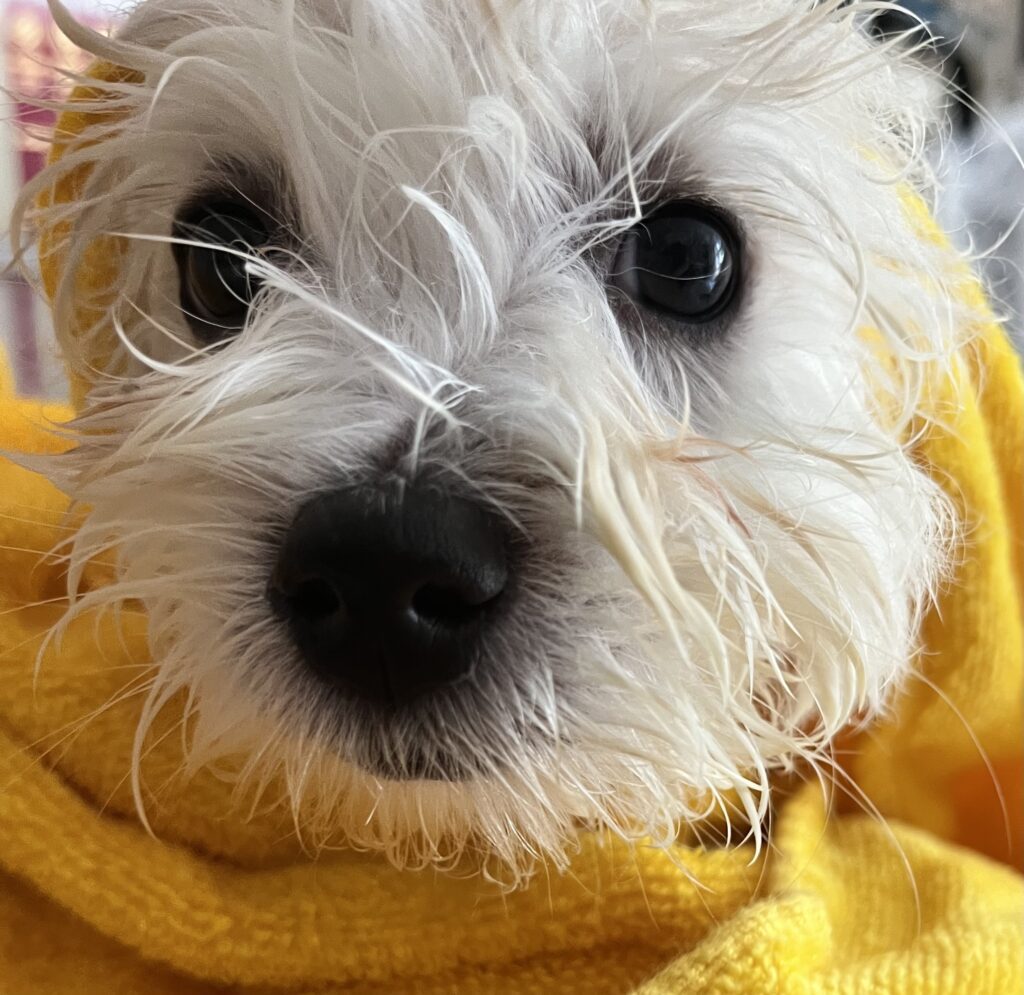 Cucciolo di Coton de tulear