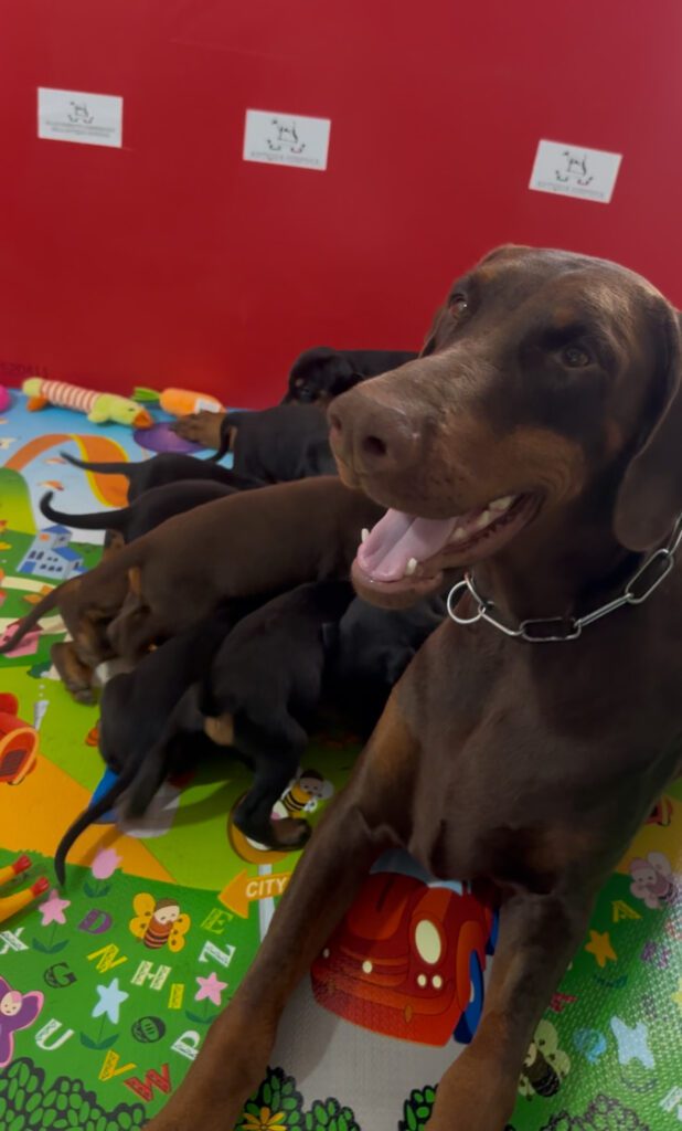 CUCCIOLI DOBERMANN