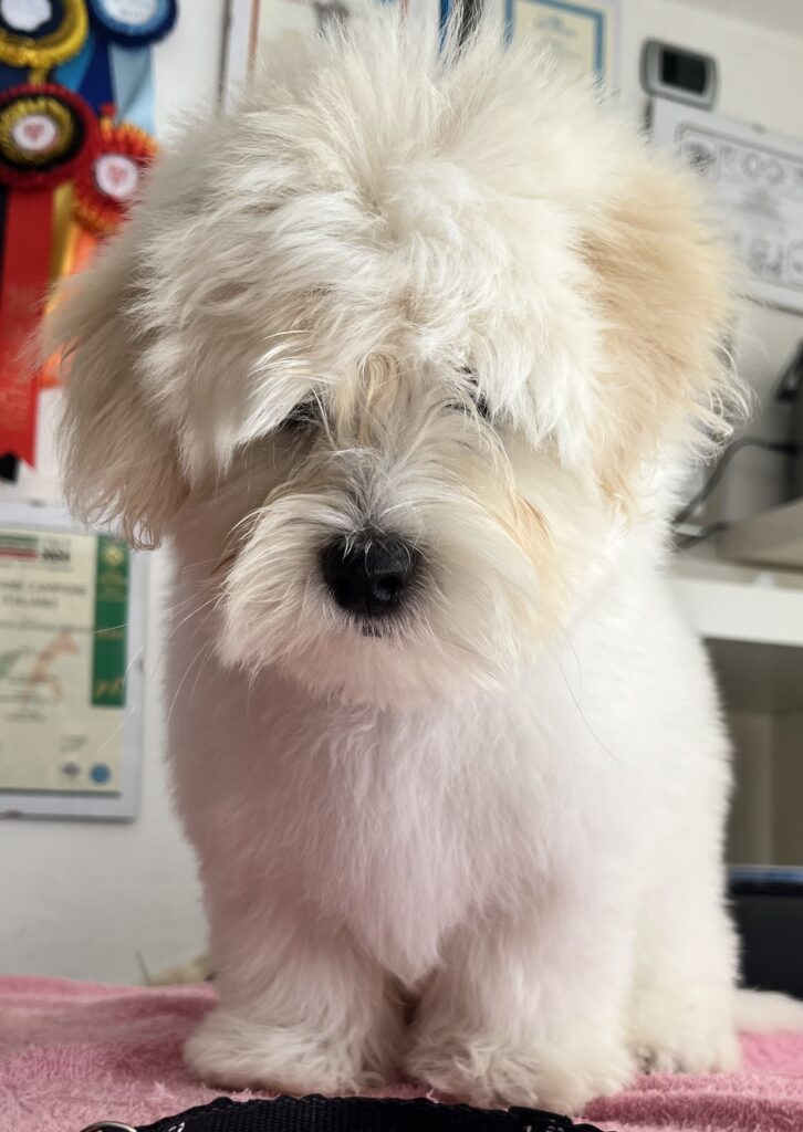 Cucciolo di Coton de tulear