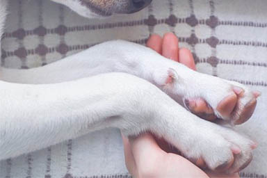 Stava per essere soppresso: il cane Flint salvato appena in tempo