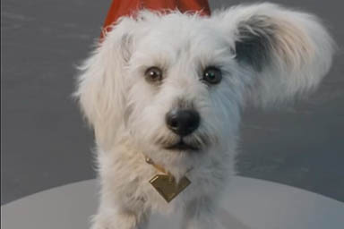 Effetto Krypto: boom di adozioni grazie al cane di Superman, che prende spunto da quello del regista