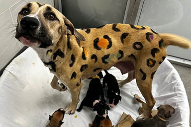 La nuova vita di Rainbow, il cane con le macchie da leopardo