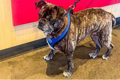 Cane ritrovato dopo otto anni, era scomparso durante l'uragano Harvey