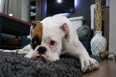 Fino a due anni di carcere per chi lascia il cane solo per più di sei ore in casa: la legge in Svezia