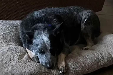 Rio, il cane che si è salvato da un’alluvione rifugiandosi in una lavatrice