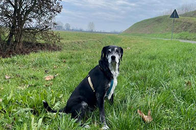 Trovò un meteorite: addio al cane “spaziale” Pimpa