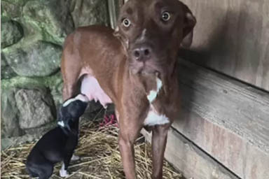 Ha dato tutto per salvare i suoi cuccioli, adesso la cagnolina Deb guarda con fiducia al futuro