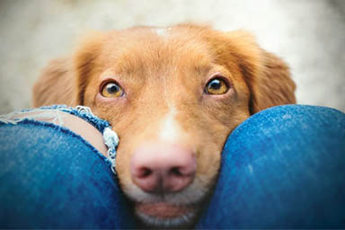 I cani non giudicano le persone come pensiamo: ecco cosa rivela uno studio