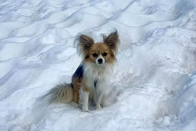 Cade in un crepaccio: alpinista salvato grazie al suo Chihuahua