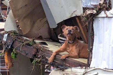 Si salva dalle inondazioni aggrappandosi ai rottami: il miracolo del cane Superman