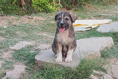 Salva 67 persone prima che una frana rada al suolo un villaggio: Rocky, cane eroe
