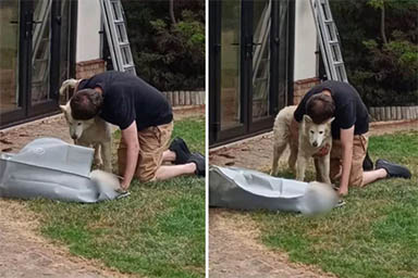 Cane dice addio al fratello dopo 14 anni: le immagini che spezzano il cuore